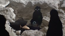 OIAF 2017: Animated Shorts We Watched and Loved